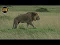 safariLIVE - Sunset Safari - April 26, 2019