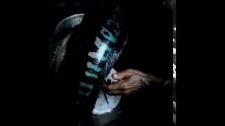 Strek Ikan Toman Beraat 5 Kg Guys