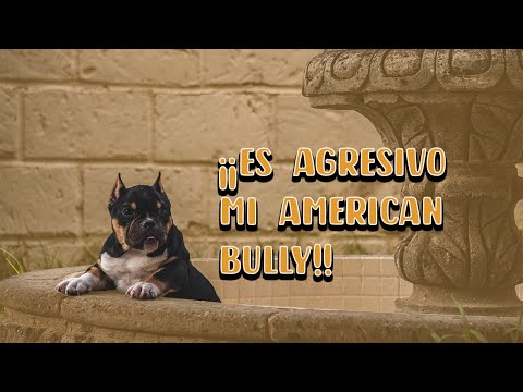 Vídeo: Com Es Determina La Puresa De La Raça D’un Cadell Husky