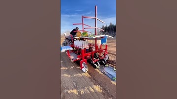 Vegetable farmers demonstrate automated vegetable seedling transplanting process