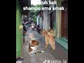 Disuruh beli sampo ama emak