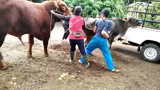MBS55 Cambodia Meeting Cow I How to breed cow in village Cambodian Girl