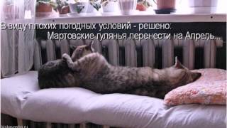 Апрельские кошачьи приколы. Фото шоу от http://kiskavasha.ru Апрельские кошачьи приколы. Фото шоу от http://kiskavasha.ru