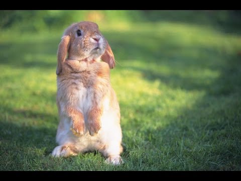 Как чистить уши кроликам в домашних условиях