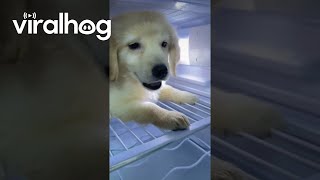 Puppy Doesn't Want to Leave the Fridge || ViralHog by ViralHog 4,769 views 1 day ago 1 minute, 24 seconds