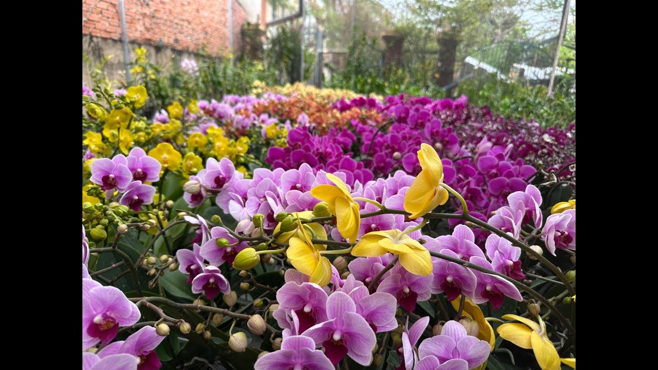 Live trưa 15/1, Đủ Loại  hoa Tết ạ