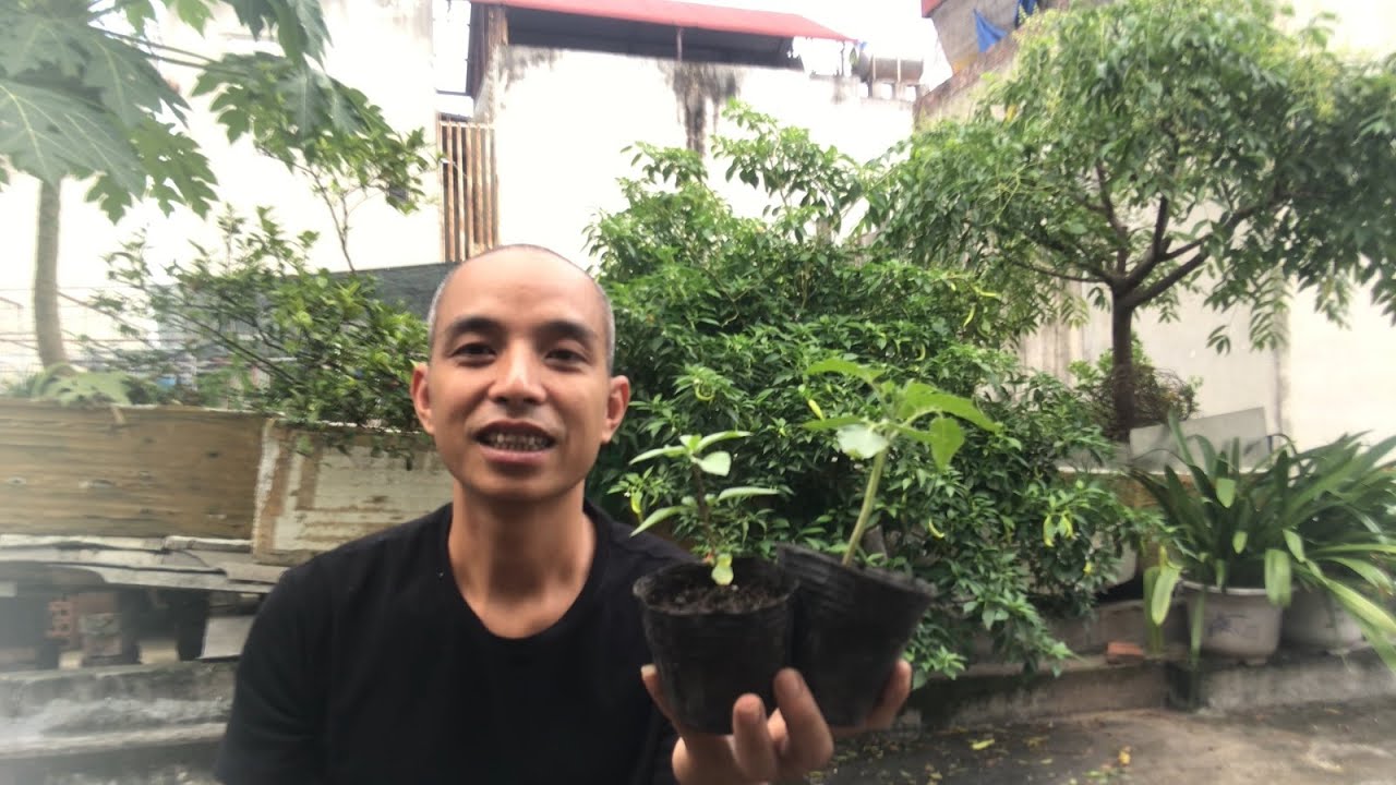 Vì Sao Ươm Cây Con Bị Dài Cây, Ngã Đổ, Thối Gốc, Không... - youtube