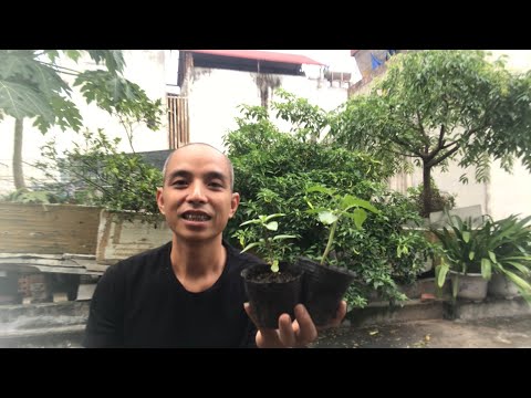 Video Vì Sao Ươm Cây Con Bị Dài Cây, Ngã Đổ, Thối Gốc, Không... - youtube