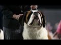 Scenes From The Tacoma Kennel Club Dog Show