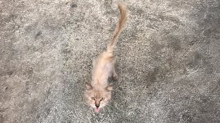 This malnourished stray cat, skinny as paper, boldly intercepts passersby for food by Animal Care Haven 67,898 views 3 months ago 8 minutes, 2 seconds