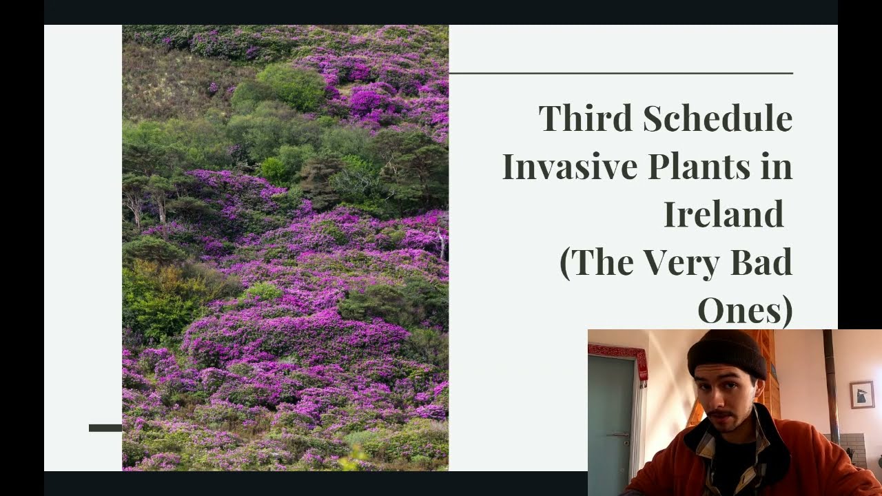 Wexford Walking Trail - Invasive Plants in Ireland