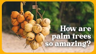 Did you know this about Palm Trees? 🌴