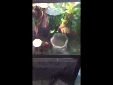 Bad-Ass snake enclosures