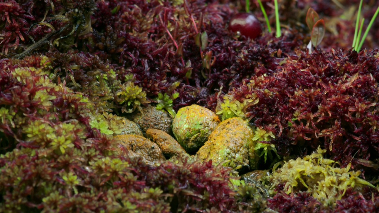 Bande annonce Les tourbières enchantées