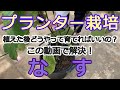 【プランター】【家庭菜園】【ナスの育て方】 この動画を見ればナスの育て方の基本作業がわかります!
