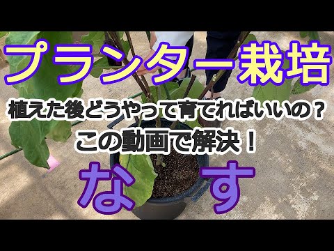 【プランター】【家庭菜園】【ナスの育て方】　この動画を見ればナスの育て方の基本作業がわかります！