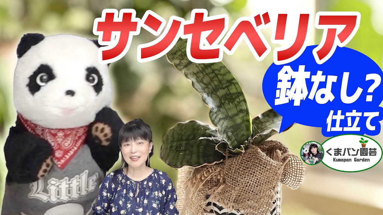 Sansevieria grown without a pot? How to make and grow it [Kumapan