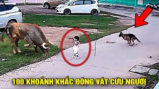 (Bản Full) 100 Khoảnh Khắc Động Vật Xả Thân Cứu Người Và Kẻ Yếu Thế - Vô Tình Được Camera Ghi Lại