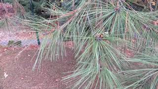 Pinus jeffreyi borovice Jeffreyova