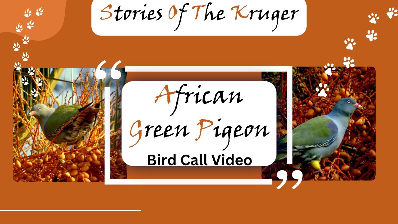 African Green Pigeon Bird Call Kruger National Park | Stories Of The