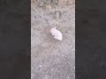 Running. #rabbit #bunny #cuterabbit #cutepets #rabbitlover#animalvideos #bunnylove #cuteanimals