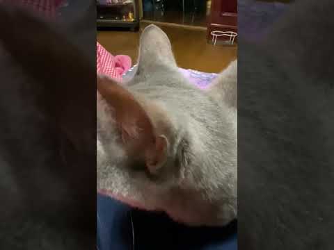 【沖縄家猫】圧が強い猫