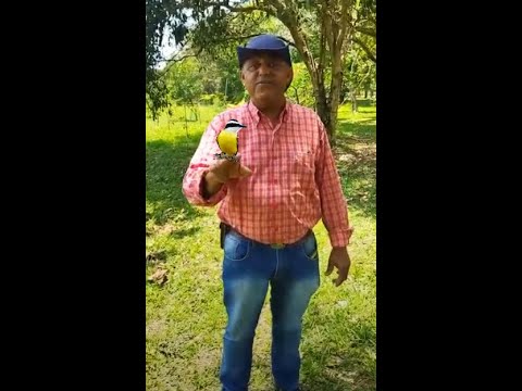 🐦O MELHOR IMITADOR DE PASSAROS!! PART 2 – 🐦