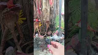 आज बनाए हमने बकराले साजे में बकरे..#minivlog #ganvkilifestyle #sazza#villagelife #sukun