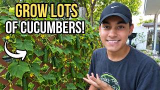 How To Grow The BEST Cucumbers In Florida!🥒
