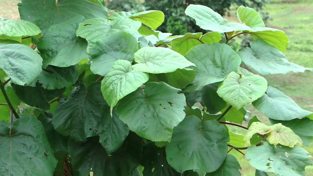 Key Symptoms: Uremia with unconsciousness. © Pankaj Oudhia - YouTube