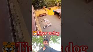 tiger Vs dog #fight video #animals fight#viralshort #viralreels #tigers