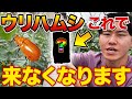 【重大発表あり】ウリハムシの被害で悩んでいる方は魔法の〇〇使ってみて下さい!