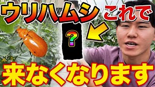 【重大発表あり】ウリハムシの被害で悩んでいる方は魔法の〇〇使ってみて下さい