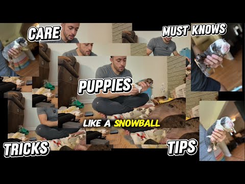 Behind the Scenes: What It Really Takes to Raise Bulldog Puppies