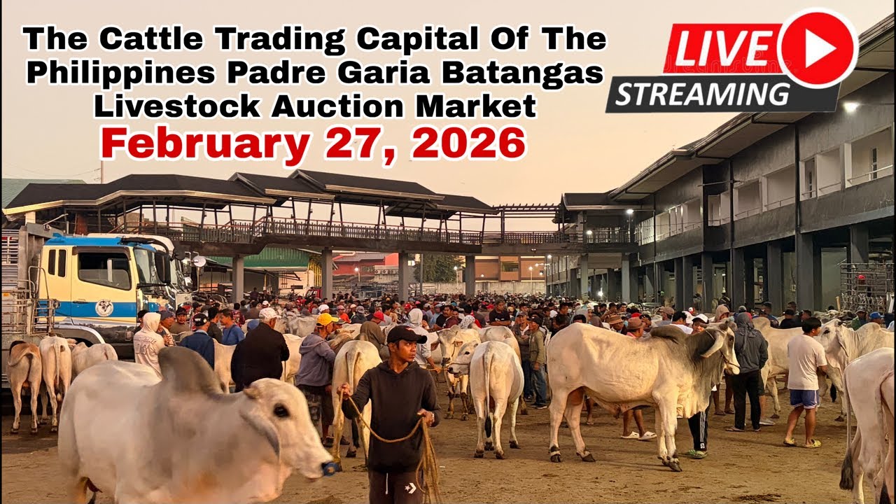 February 27,2026 Update Prices | Livestream