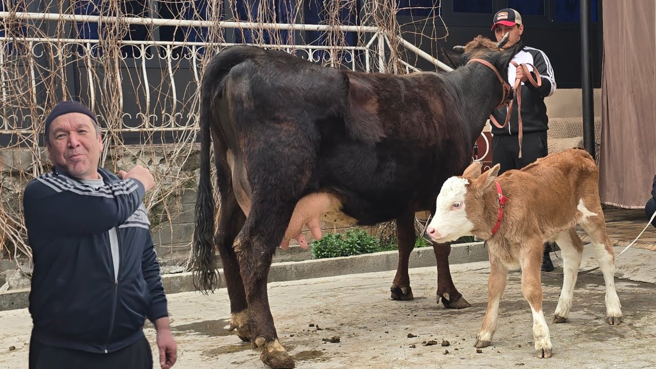 ARZONCHI FARHOD TOG'A JANGDA 5 BOSH TAYOR ONA BOLA SIGIRLAR NARXLAR LOL QOLDIRADI 