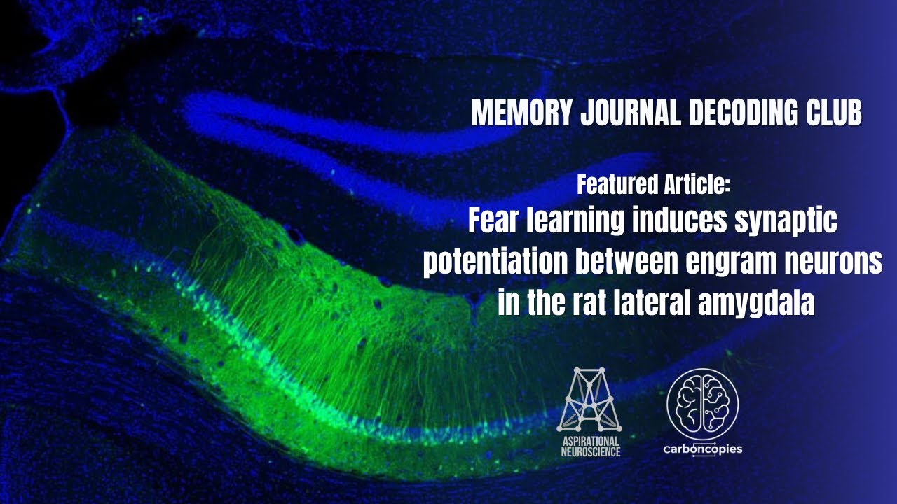 MDJC05 Fear learning induces potentiation in amygdala (Abatis et al, 2024)