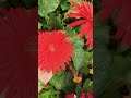#gardening #flowers #dallyblog #viralreels #funny #viralvideo #plantlover #plantsvszombie