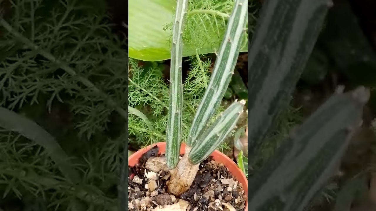 Senecio Stapeliformis, suculenta.