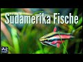 17 Fische für ein Südamerika Aquarium | AquaOwner