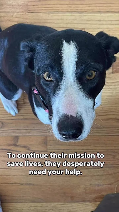 URGENT ‼️ All For the Love of Jax Safe Haven is a California-based nonprofit organization