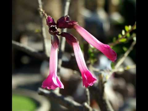 Kantuta, flor nacional del Per (msica: Jorge Huirse)