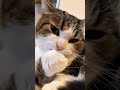 Why he bite his hand? 🐾 #cat #kitten #shorts
