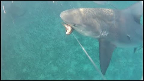 Shark Attack Witnessed from Bridge