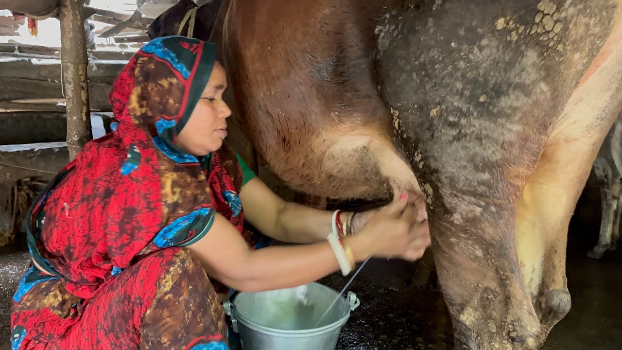গরুর দুধ দয়ানোর প্রথম থেকে শেষ পর্যন্ত গ্রাম্য পদ্ধতিতে সঠিক নিয়ম। #viral #cow #bengalivlog #vlog 