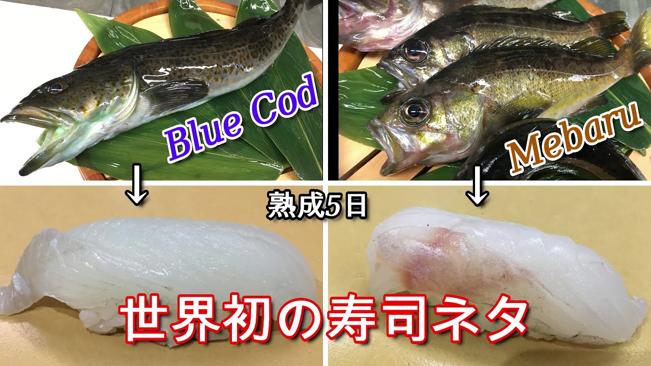 世界初の寿司ネタ 身が青い魚 18 ブルーコッド 19 メバル 究極の血抜き 捌き 熟成寿司 ウィスラー カナダ Youtube