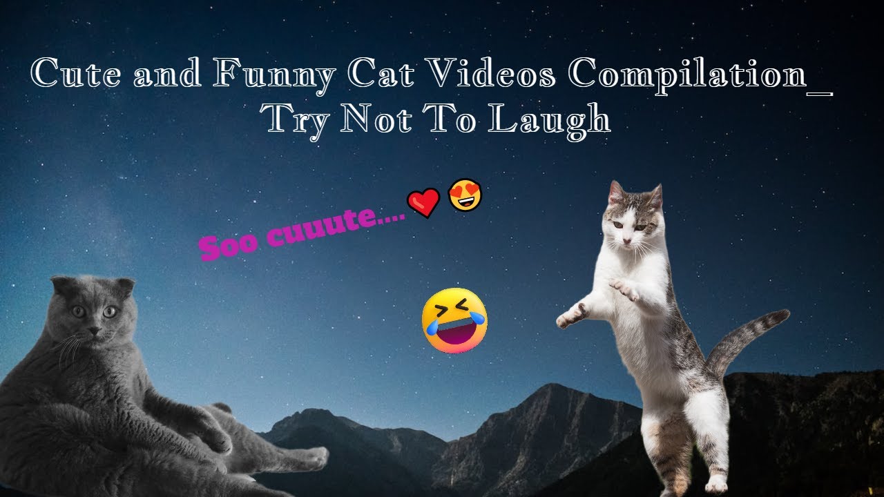 Cats - Cute and Funny Cat Videos Compilation | Try Not To Laugh - YouTube