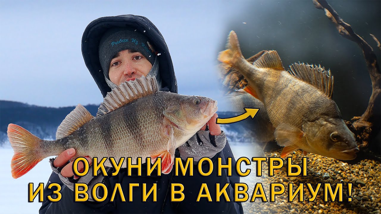 Окуни крупнее судаков на Волге! Ловим их для аквариума! Зимняя рыбалка на балансиры.