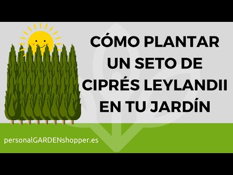 ▷ Descubre cómo plantar pino ciprés y crear un hermoso seto en tu jardín