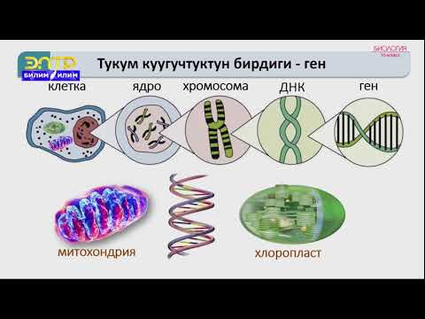 10-класс | Биология | Генетика-организмдин тукум куучулугу жана өзгөргүчтүгү жөнүндөгү илим